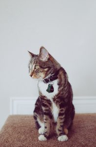 How to eliminate Cat urine odor in your new home